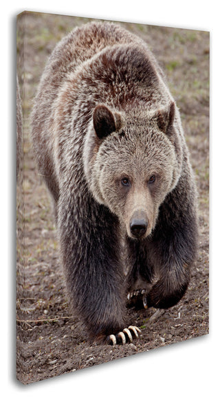 "Bears" by Robert Harding Picture Library, Canvas Art, 22"x32"