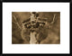 Raccoon Two Babies Climbing Tree, North America, Sepia, 22"x18"