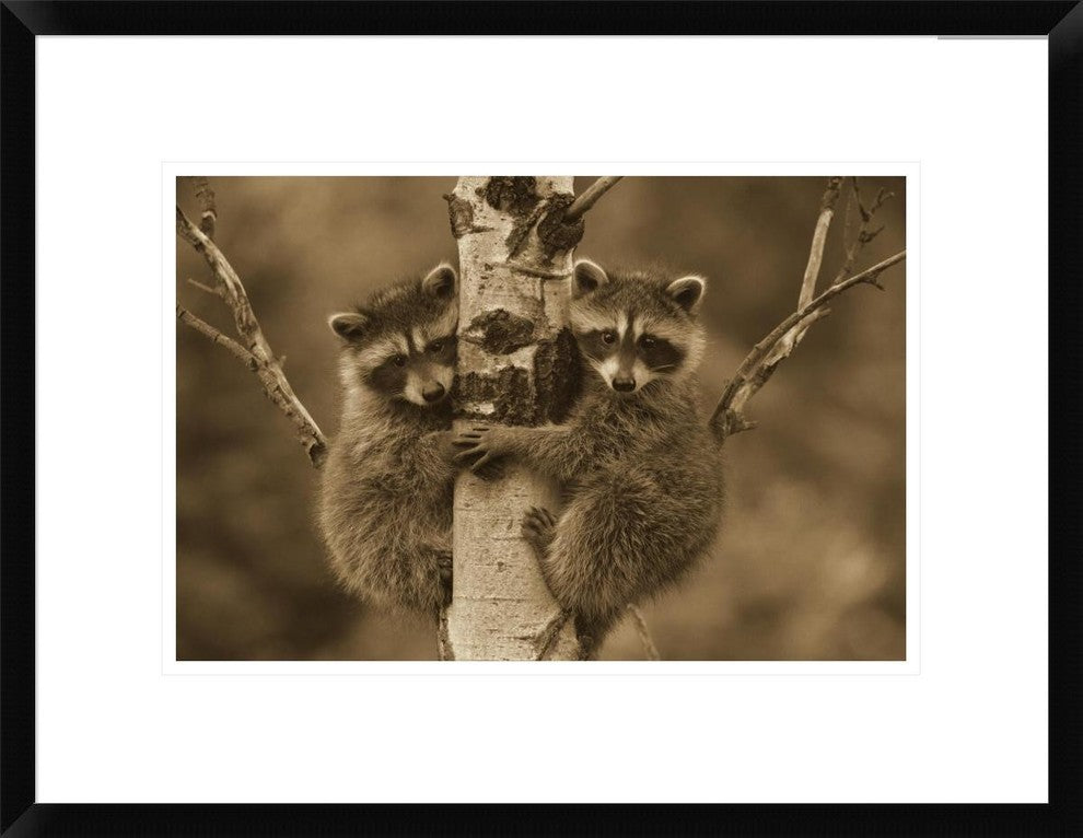 Raccoon Two Babies Climbing Tree, North America, Sepia, 22"x18"