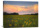 "Common Sunflower Field, Flint Hills National Wildlife Refuge, Kansas" Artwork