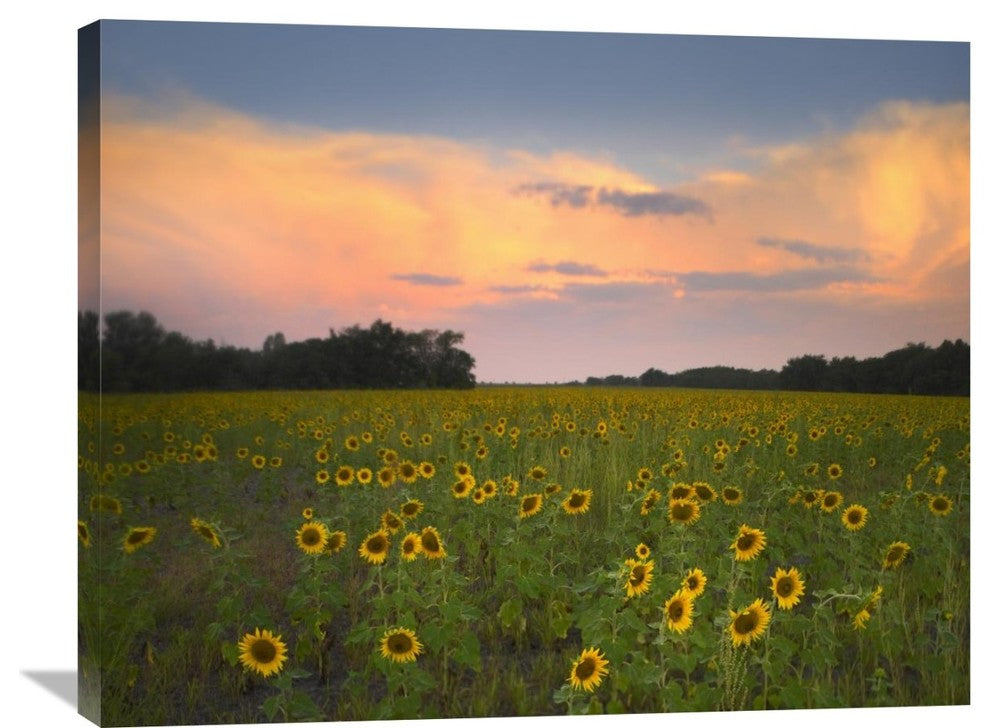 "Common Sunflower Field, Flint Hills National Wildlife Refuge, Kansas" Artwork