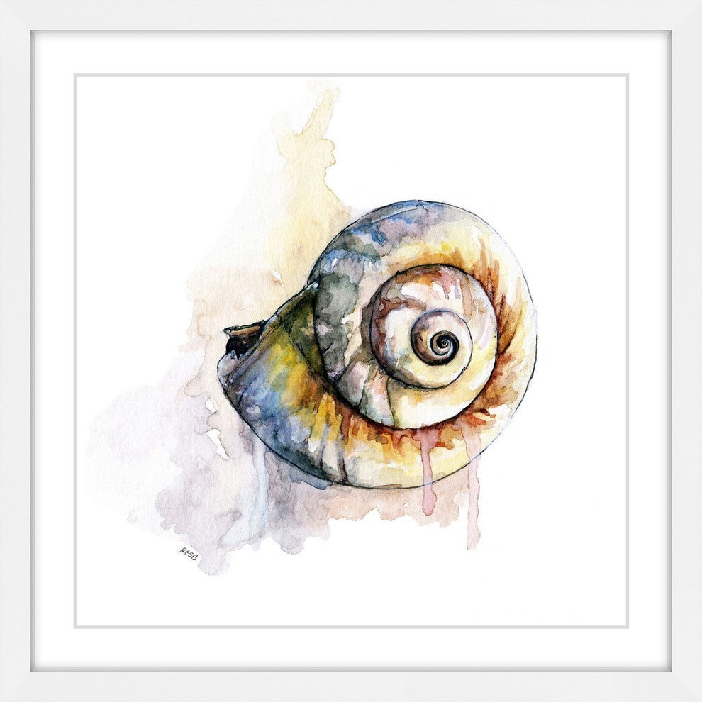 "Snail Shell" Framed Print by Rachel Byler