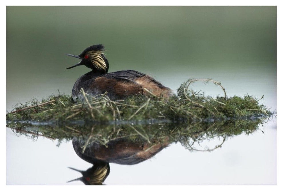 "Black-necked Grebe calling, incubating eggs, North America" Paper Art, 38"x26"