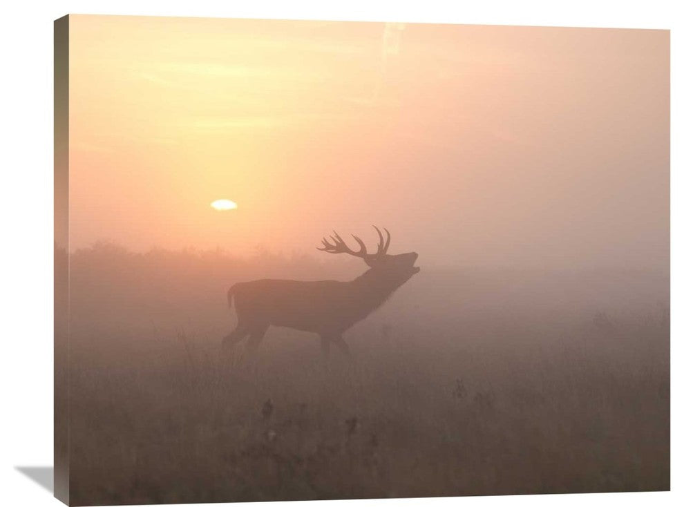 "Misty Morning Stag" Stretched Canvas Giclee by Greg Morgan, 36x29"