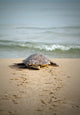 Baby Loggerhead Sea Turtle Beach Ocean Photograph Loose Wall Art Print, 12" X 16"