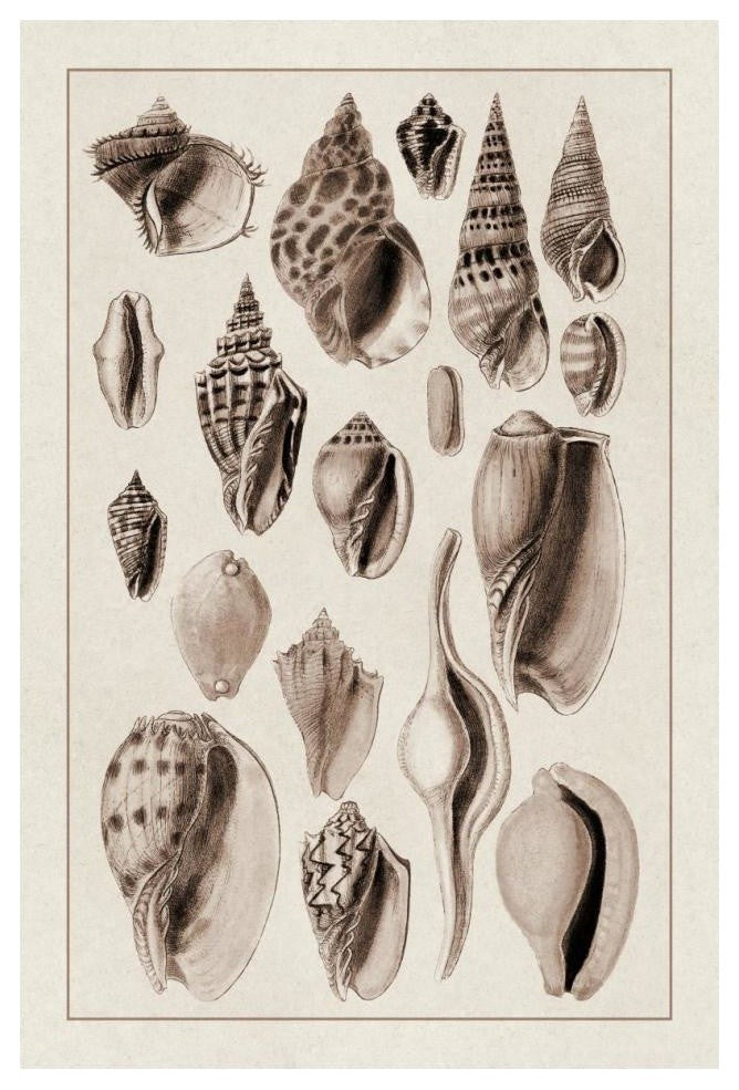"Shells: Trachelipoda #6 (Sepia)" Digital Paper Print by G.B. Sowerby, 14"x20"