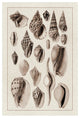 "Shells: Trachelipoda #6 (Sepia)" Digital Paper Print by G.B. Sowerby, 14"x20"