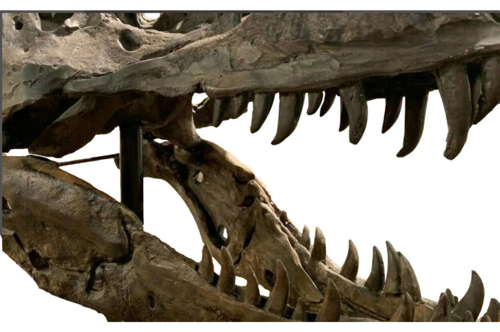 Tyrannosaurus Rex Head Sculpture, Dinosaur Decor