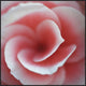 Begonia, 36"x36"