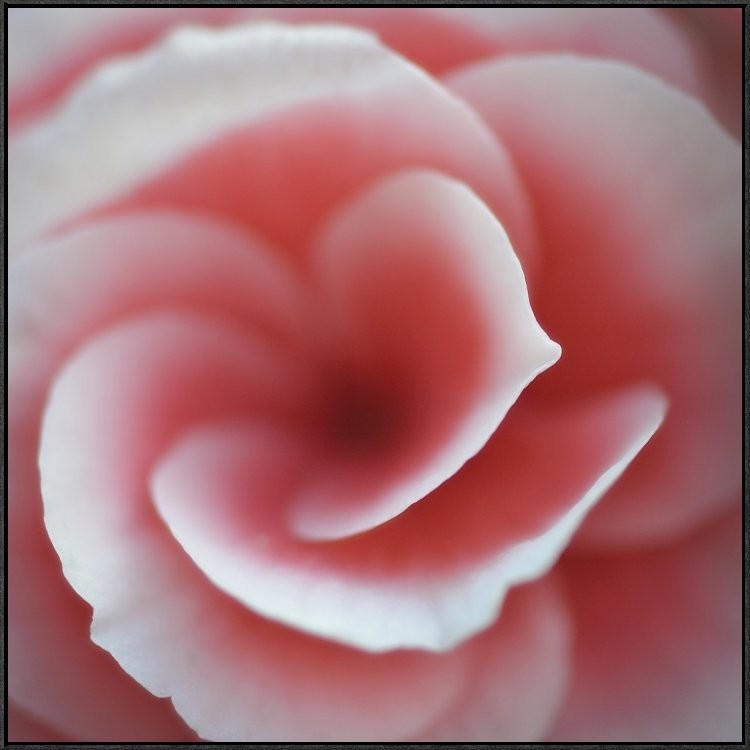 Begonia, 36"x36"