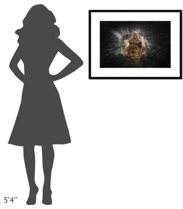 "Tiger Splash" Framed Digital Print by Win Leslee, 32x24"