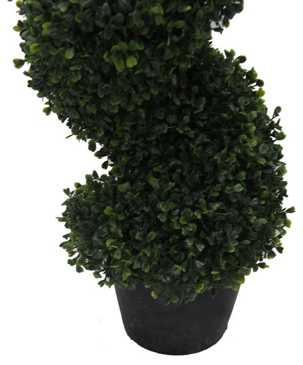4' Boxwood Spiral In Pot (Uv)