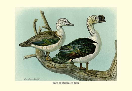 Comb or Knob-Billed Ducks- Gallery Wrapped Canvas Art 28" x 42"