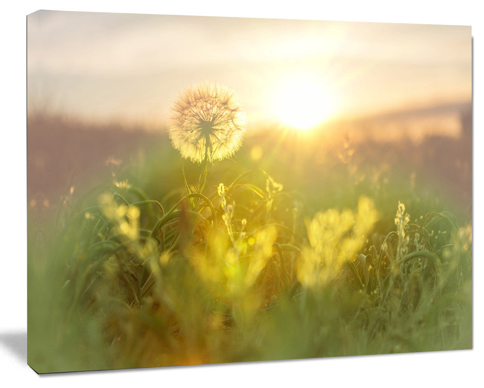 Dandelion Blooming Flower in Field, Floral Canvas Art Print, 20"x12"