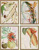 Tropical Variety, Set of 4