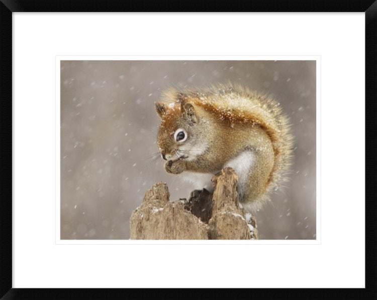 "Snow Storm" Framed Digital Print by Mircea Costina, 24"x19"