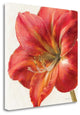 "Vivid Amaryllis" By Danhui Nai, Giclee Print on Gallery Wrap Canvas