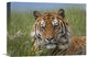 "Siberian Tiger Portrait, Endangered, Native To Siberia" Artwork, 16" x 12"