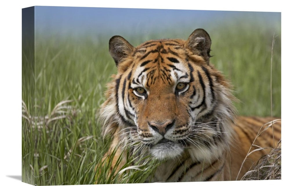 "Siberian Tiger Portrait, Endangered, Native To Siberia" Artwork, 16" x 12"