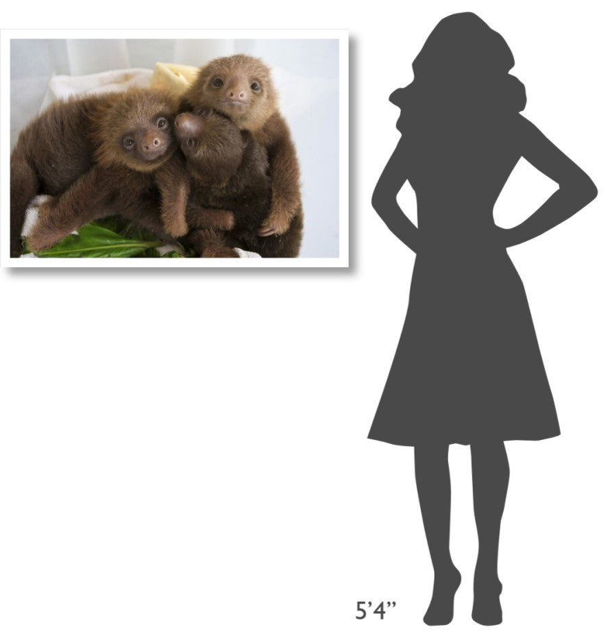 "Hoffmann's 2-toed Sloth babies, Aviarios Sloth Sanctuary" Paper Art, 38"x26"