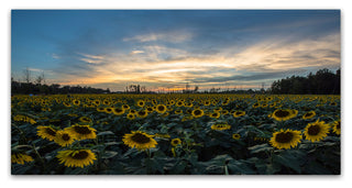 Kurt Shaffer 'Sunset Sunflowers' Canvas Art, 19"x10"