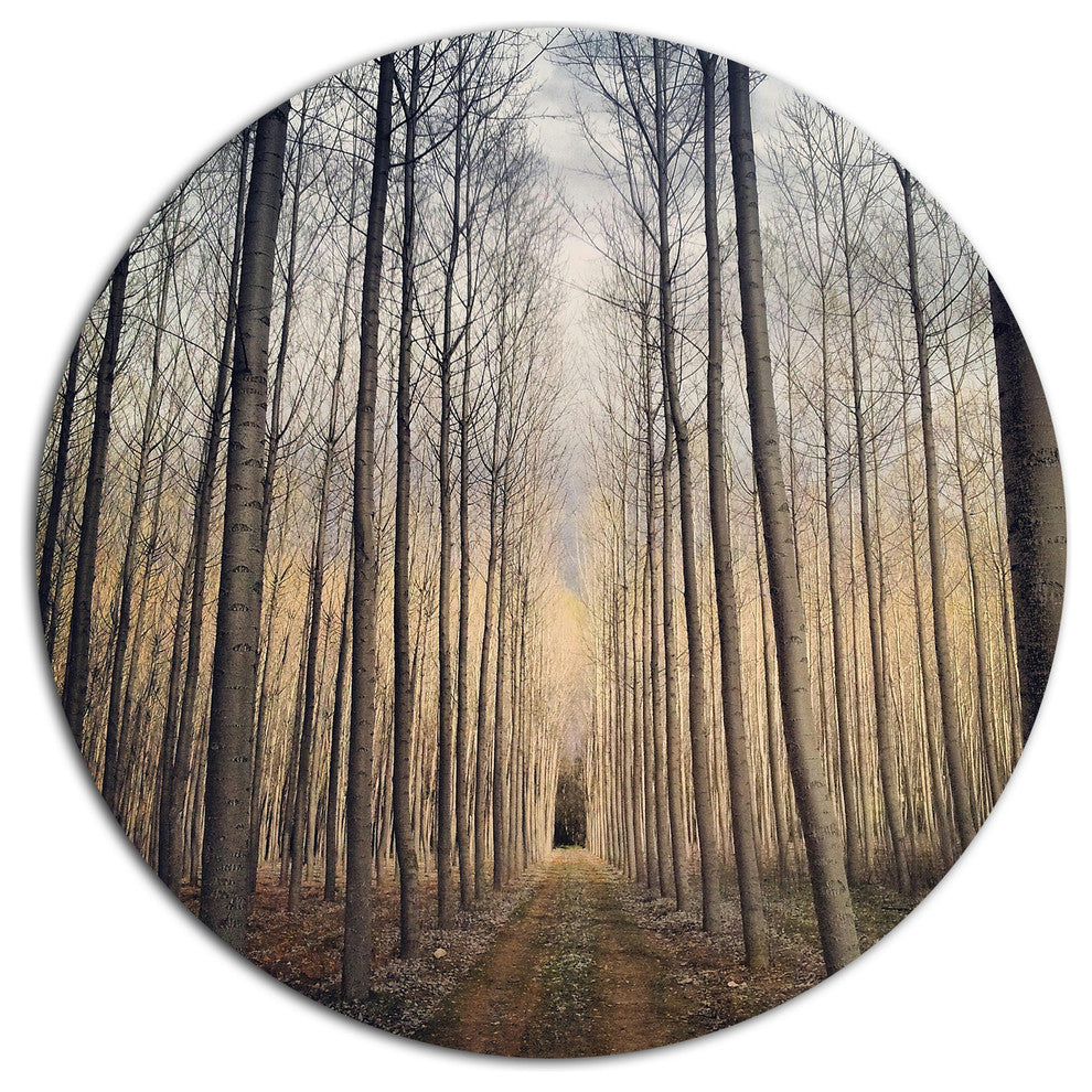 Thick Forest Of Poplars At Sunset, Forest Disc Metal Wall Art, 11"