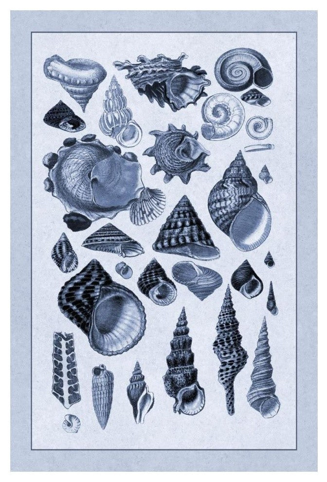 "Shells: Trachelipoda #3 (Blue)" Digital Paper Print by G.B. Sowerby, 14"x20"