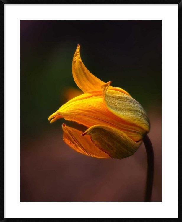 "Shine" Framed Digital Print by Kent Mathiesen, 36x44"