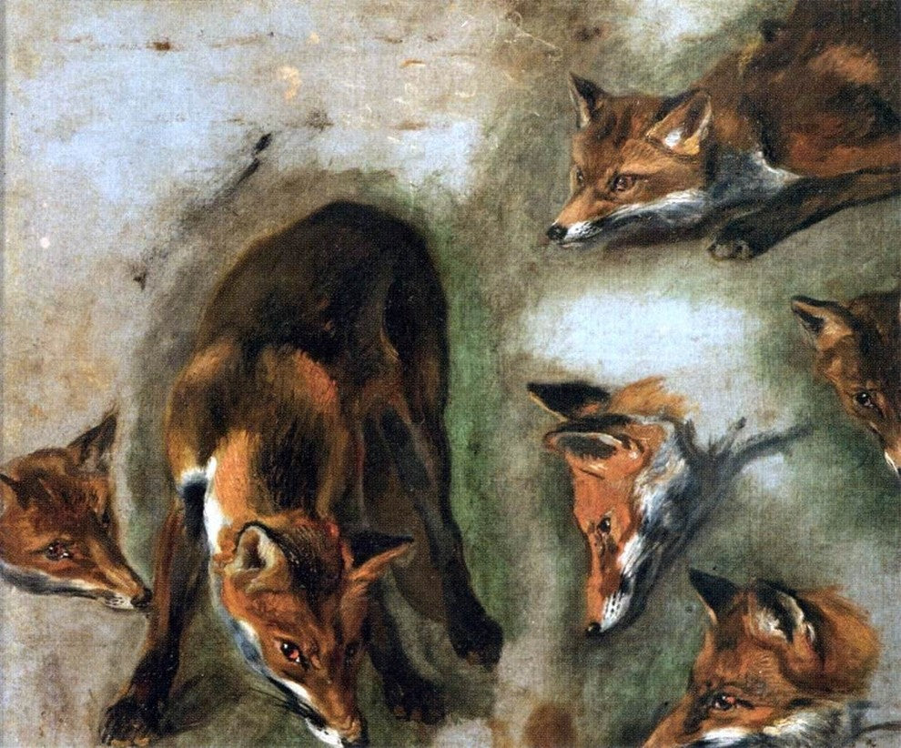 Pieter Boel Studies of a Fox, 20"x25" Gallery Wrapped Canvas Print