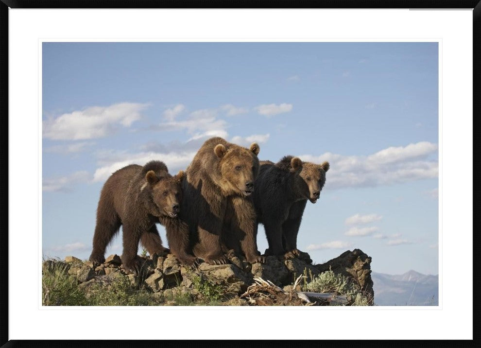 Grizzly Bear With Two One-Year-Old Cubs, North America, 42"x30"