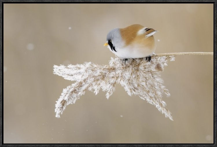 "Bearded Tit" Framed Canvas Giclee by Jonas Kazlauskas, 25x17"