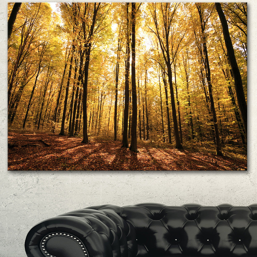 Setting Sun over Dense Fall Forest, Modern Forest Canvas Art, 40"x30"