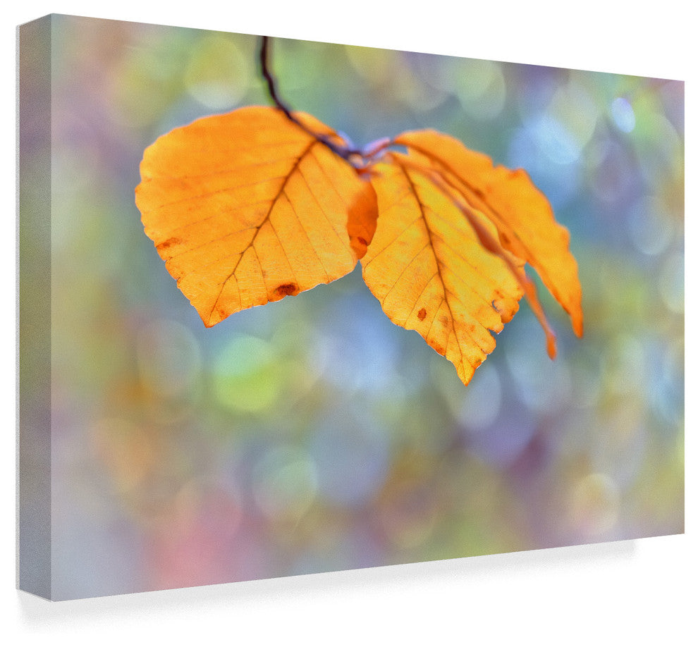 "Beech Leaves" by Cora Niele, Canvas Art, 30"x47"