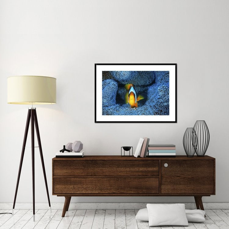 "Clownfish In Blue Anemone" Framed Digital Print by Barathieu Gabriel, 44x32"