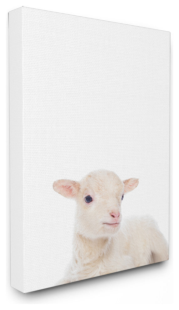 Baby Lamb Studio Photo, Canvas, 16"x20"