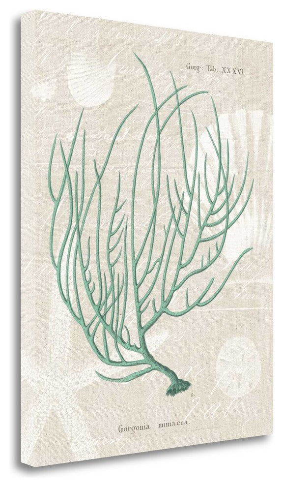 "Gorgonia Miniacea On Linen Sea Foam" By Wild Apple, Gallery Wrap Canvas