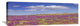 "Sand Verbena Carpeting The Imperial Sand Dunes, California" Artwork, 36" x 12"