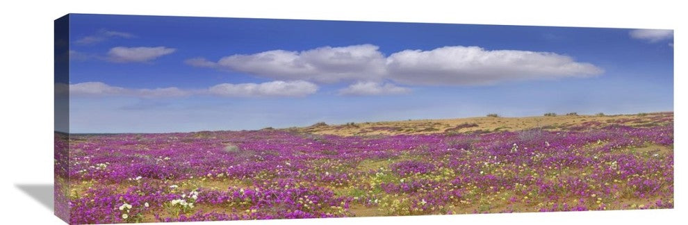 "Sand Verbena Carpeting The Imperial Sand Dunes, California" Artwork, 36" x 12"