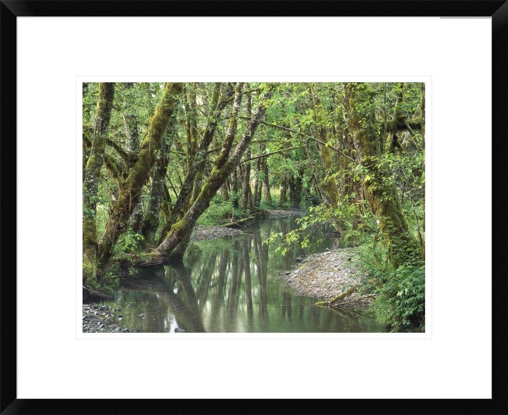 Red Alder Trees With Moss, Hoh Rainforest, Olympic Np, Washington, 22"x18"