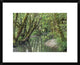 Red Alder Trees With Moss, Hoh Rainforest, Olympic Np, Washington, 22"x18"