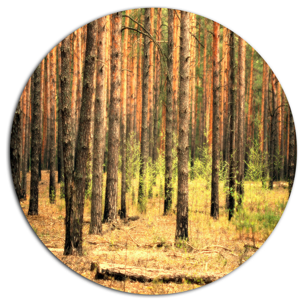Beautiful Pine Forest At Sunset, Forest Disc Metal Wall Art, 23"