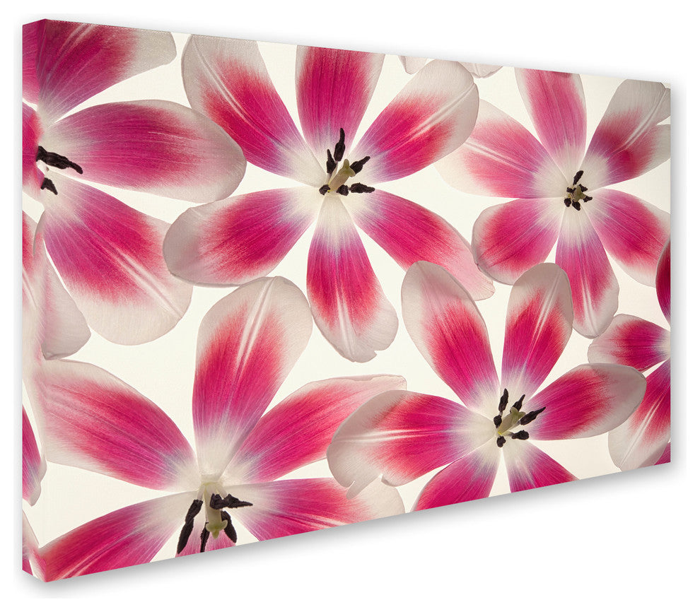 Cora Niele ''Ruby Red and White Tulips'' Canvas Art
