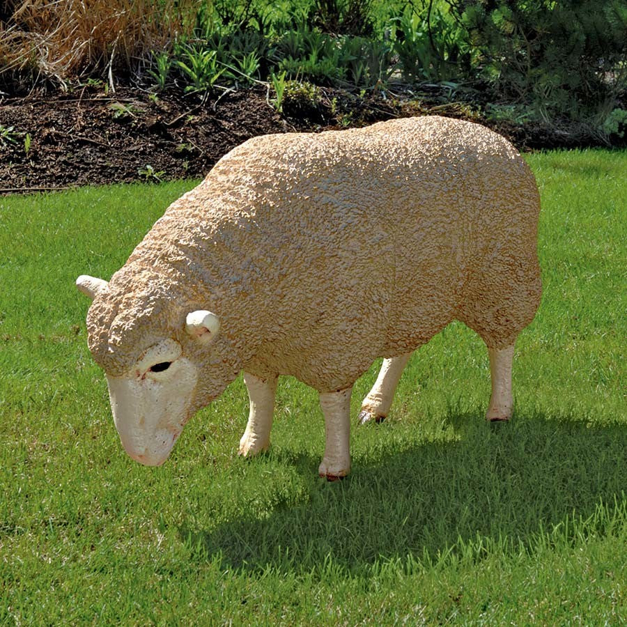 Merino Ewe With Head Down