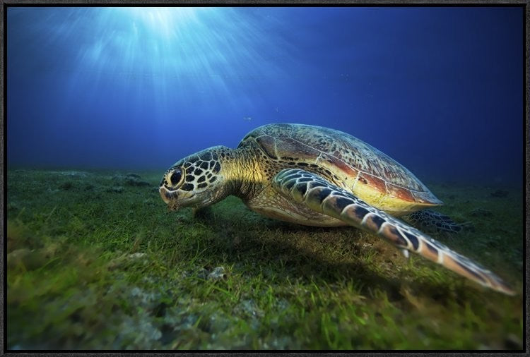 "Green Turtle" Framed Canvas Giclee by Barathieu Gabriel, 31x21"