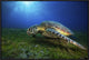 "Green Turtle" Framed Canvas Giclee by Barathieu Gabriel, 31x21"
