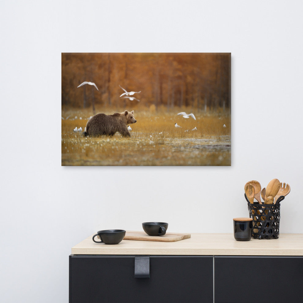Brown Bear Crossing Marshlands Wildlife Landscape Photo Canvas Wall Art Print, 24" X 36"