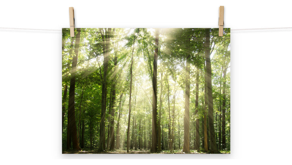 Sun Rays Through Treetops Landscape Photo Unframed Wall Art Print, 12" X 16"