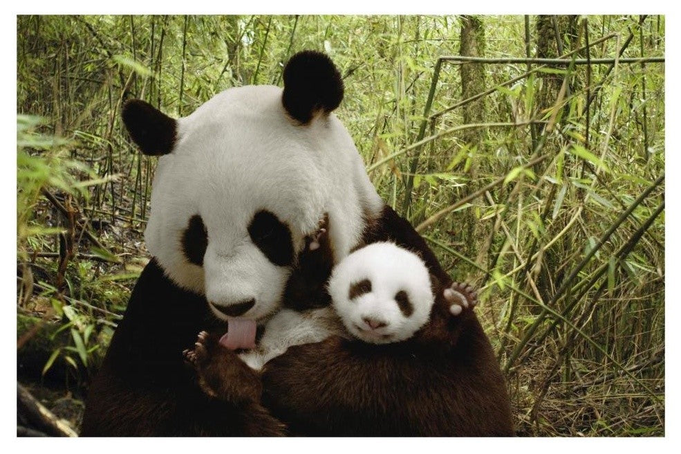 "Giant Panda Gongzhu and cub, bamboo, Wolong Nature Reserve" Paper Art, 32"x22"