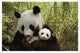 "Giant Panda Gongzhu and cub, bamboo, Wolong Nature Reserve" Paper Art, 32"x22"