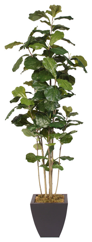 Fiddle Leaf Tree in a Metal Container